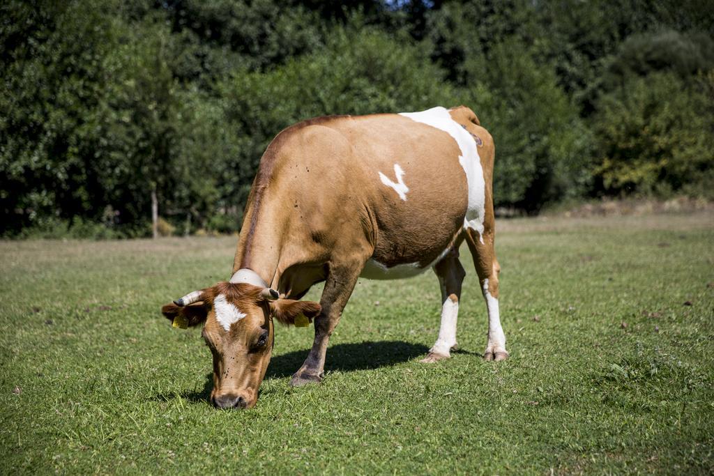 Farma Sotira Ξενοδοχείο Leskovik Εξωτερικό φωτογραφία