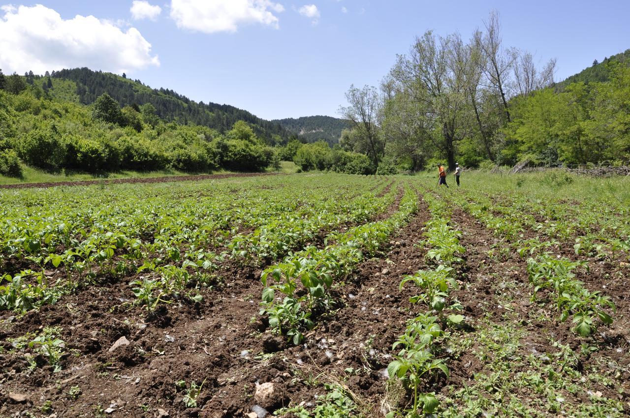 Farma Sotira Ξενοδοχείο Leskovik Εξωτερικό φωτογραφία
