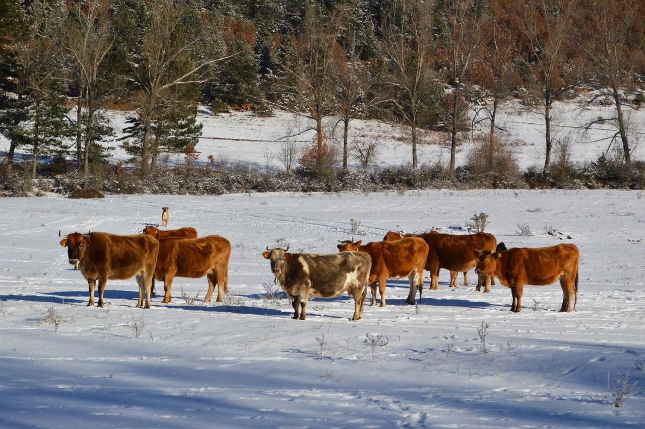Farma Sotira Ξενοδοχείο Leskovik Εξωτερικό φωτογραφία